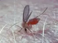 buffalo_gnat1.webp