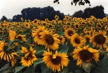 sunflowers_screensaver_27726.webp