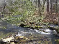 Wild Holly 009.webp