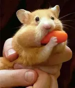 animal cuties.webp