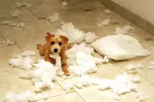 animal cuties1.webp