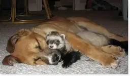 animal cuties3.webp