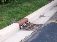 animal cuties5.webp