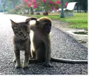 animal cuties6.webp