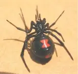 BlackWidowSpider.webp