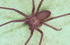 brown-recluse-spider.webp