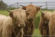 cute-cows_407.webp