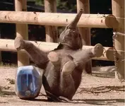baby-elephant.webp