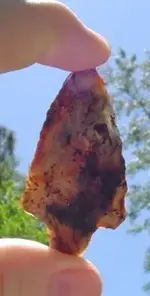 my fossils 088.webp