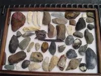 my fossils 129.webp
