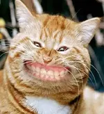 CatSmilingHuge.webp