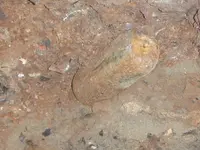 p 015.webp