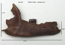 Bear jaw.webp