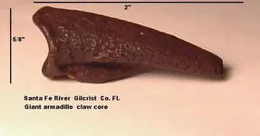 Gaint Armadillo claw core.webp
