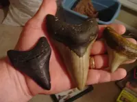my fossils 678.webp