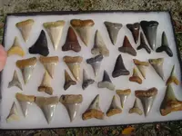 Copy of my fossils 418.webp