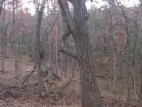 treeokay.webp