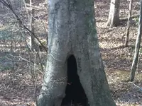 beechtree6.webp