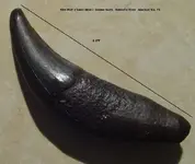 my fossils 686.webp