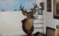 DEER.webp