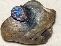 rock penny.webp
