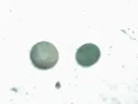 DSC00058.webp