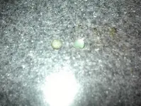 DSC00061.webp