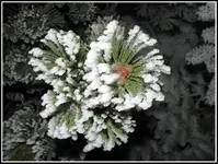 2.webp