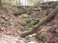 Woodland stream.JPG