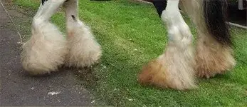 HORSE FEATHERS.webp