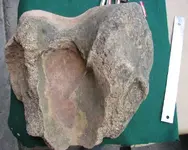 Large Bones (1).webp