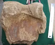 Large Bones (2).webp