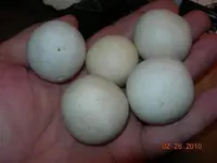 DSCN7953.webp