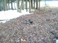 100_1036.webp