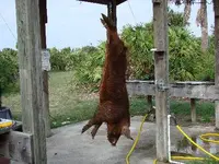 big red.webp
