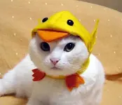 cat_duck_hat.webp