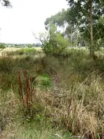 yankee creek 1.webp