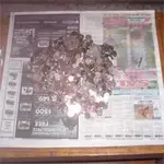 5 months of clad 8-17-06.webp