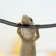 hanging.webp