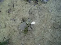 11-10-09 insitu.webp