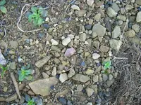 11-12-09 insitu.webp