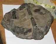 Skull bottom.webp