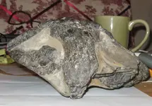 Skull front.webp