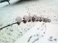 Kansas+City+Snow.webp