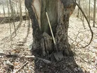 hollow tree 2e.webp