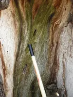 tree3e.webp