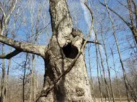 tree10e.webp