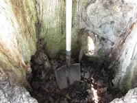 tree7e.webp