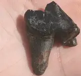 gatortooth 001.webp