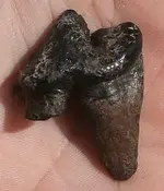 gatortooth 002.webp